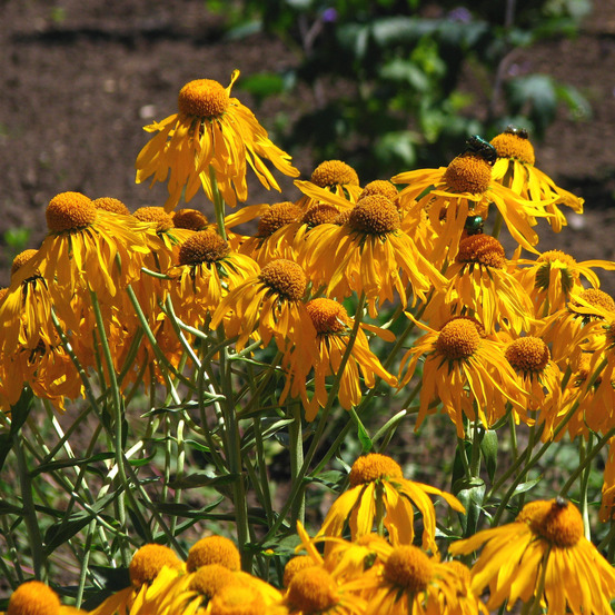 Hélénie de hoopes godet de 8/9 cm