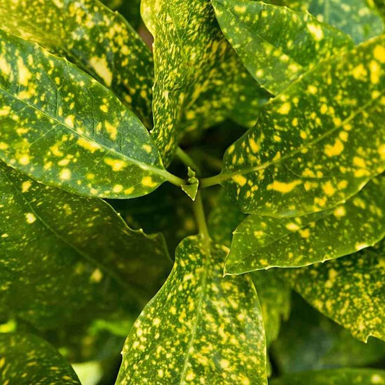 2 x aucuba du japon 'crotonifolia' - aucuba japonica 'crotonifolia' - 30-40 cm pot