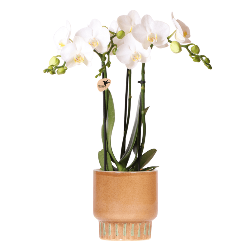 Orchidée phalaenopsis blanche (phalaenopsis amabilis) - pot de 9cm - cognac ambré - plantes d'intérieur