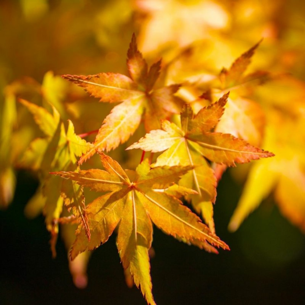 Érable du japon 'orange dream' (acer palmatum 'orange dream')