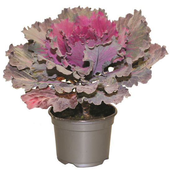 Chou d'ornement pot 10,5 cm