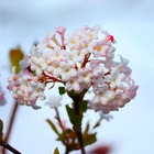 Viorne carlesii 'aurora' (viburnum carlesii aurora) - godet 9cm