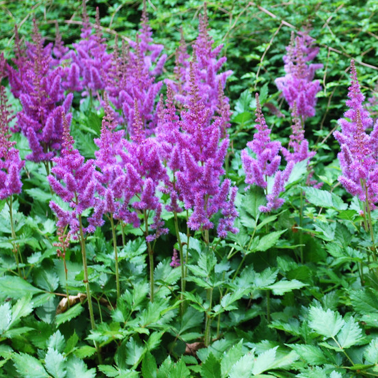Astilbe d'arends 'amethyst' godet de 8/9 cm