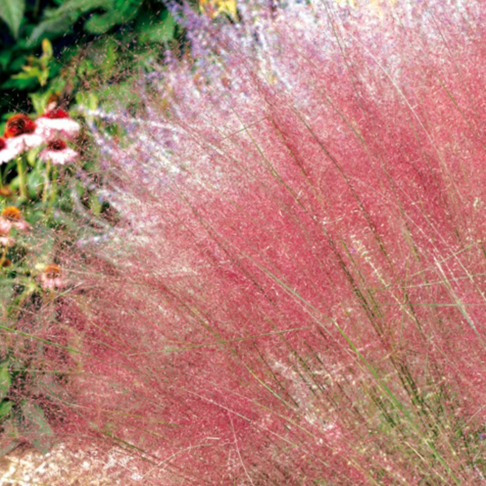Muhlenbergia capillaris godet - 5/20 cm