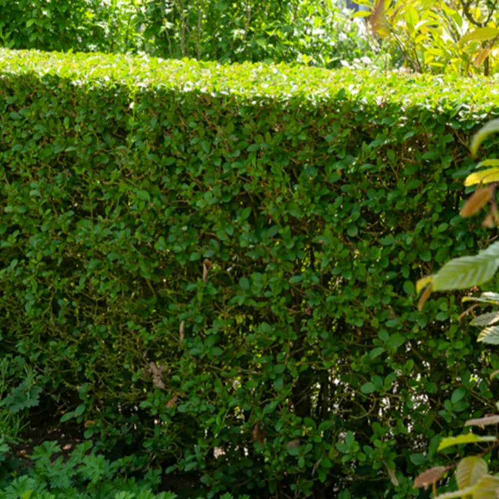 Haie de troènes verts - le paquet de 5 racines nues / hauteur livrée 40-60cm, vendu par lot de 4