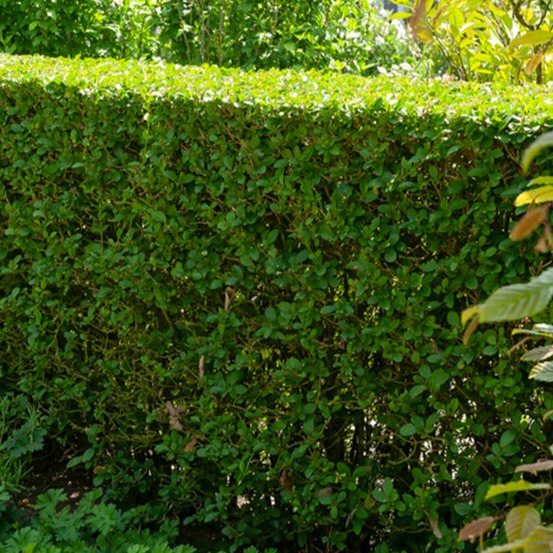 Haie de troènes verts - le paquet de 5 racines nues / hauteur livrée 40-60cm, vendu par lot de 4