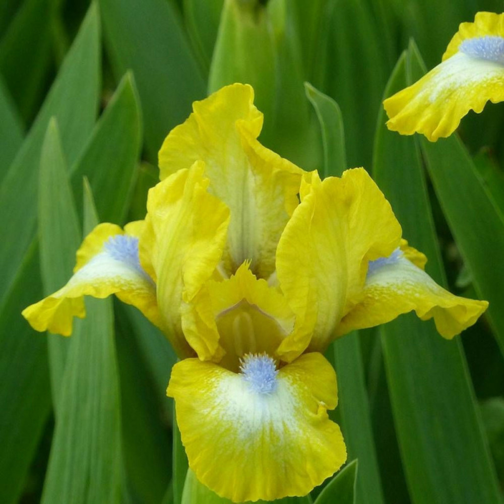 Iris des jardins granada gold lot de 5 godets
