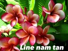 Plumeria rubra "line nam tan" (frangipanier) taille pot de 2 litres ? 20/30 cm -   rose