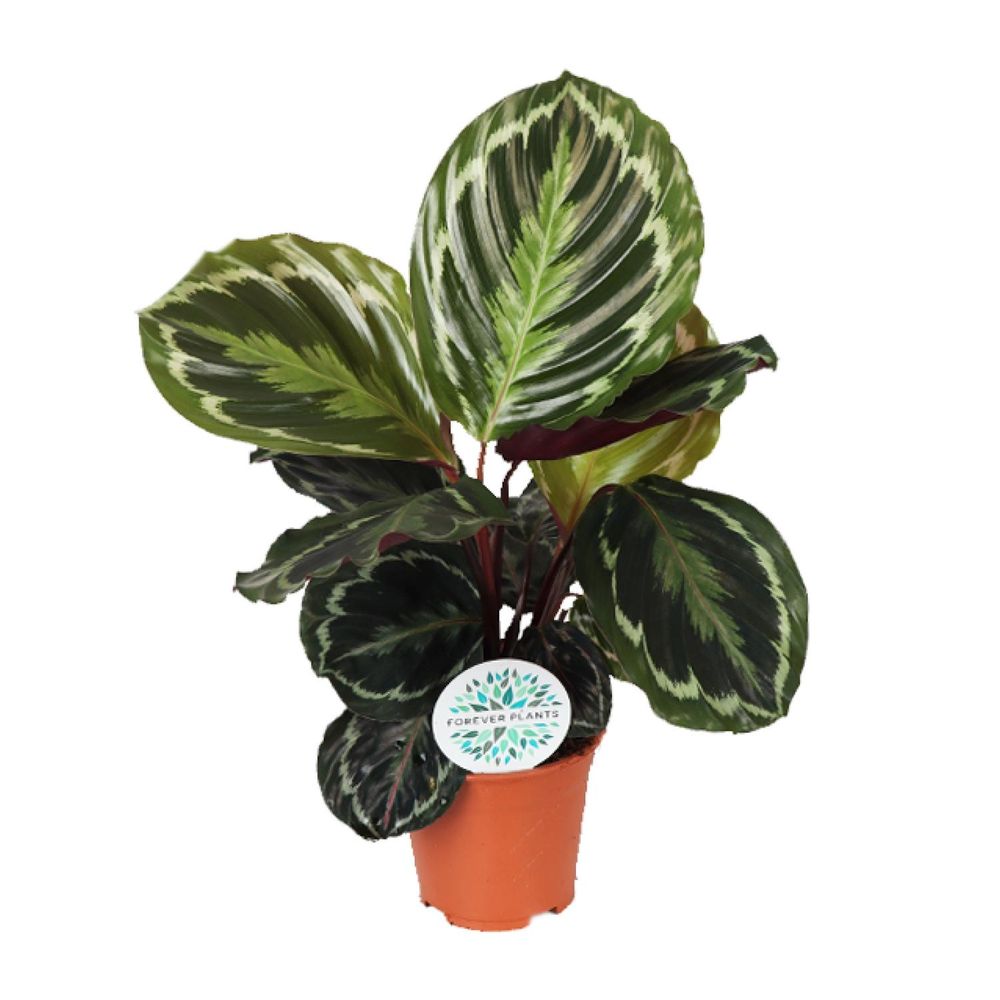 Calathea medallion - ø14cm - ↕45cm - plantes d'intérieur