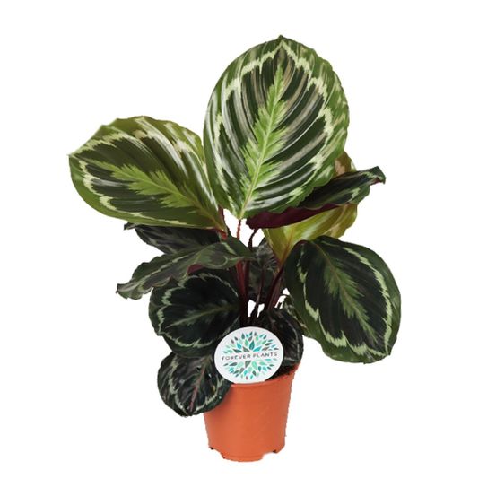 Calathea medallion - ø14cm - ↕45cm - plantes d'intérieur