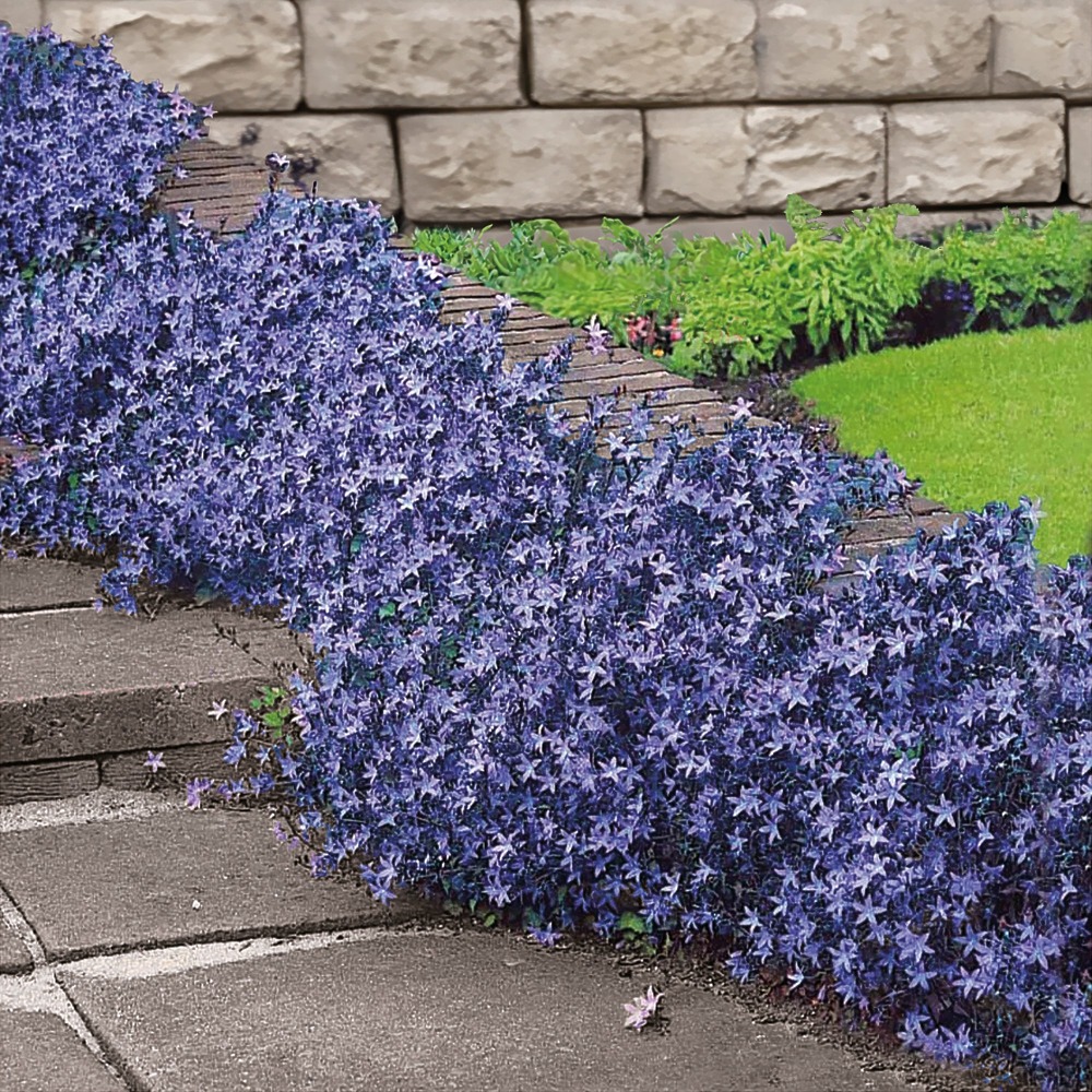 Campanule des murets - le pot / ø 9cm, vendu par lot de 2