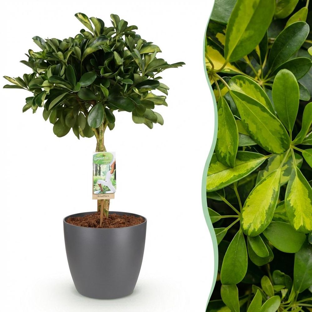 Schefflera gold capelle - pot de 21cm - hauteur 70-81cm - plantes d'intérieur