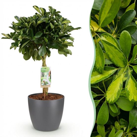 Schefflera gold capelle - pot de 21cm - hauteur 70-81cm - plantes d'intérieur