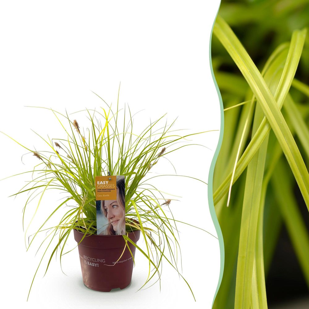 Laîche 'everillo' - pot 17 cm - hauteur 50 cm