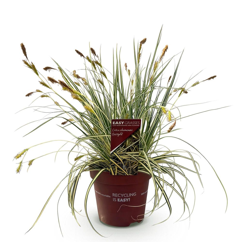 Laîche 'evergold' - pot 17 cm - hauteur 50 cm - plante d'extérieur