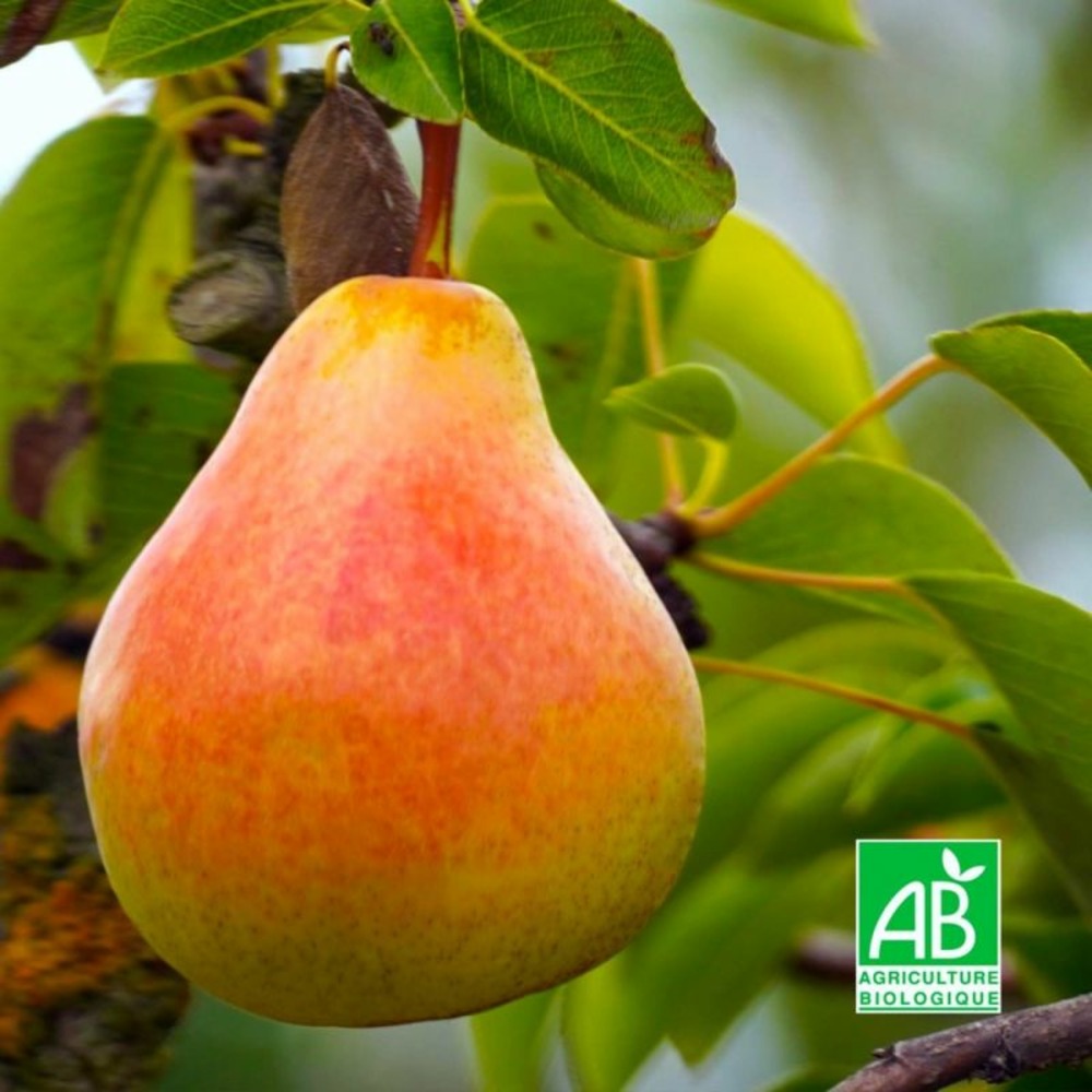 Poirier 'louise bonne' bio (pyrus communis 'louise bonne d´avranches')