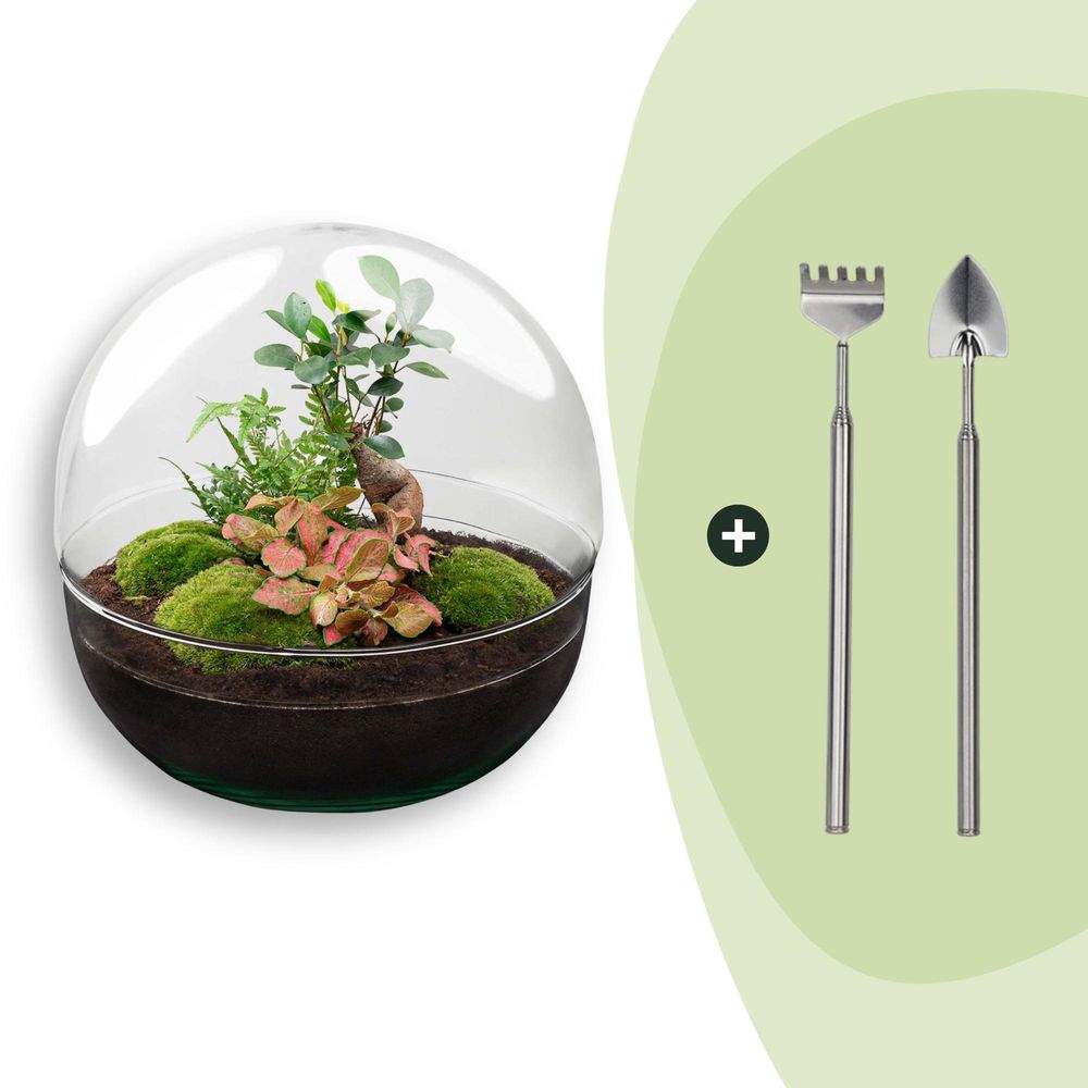 Diy terrarium - dome xl - h30 cm - ø30 cm - 30cm