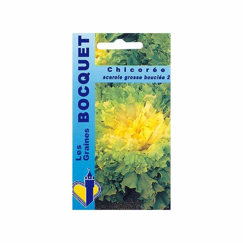 ChicorÃ©e scarole grosse bouclÃ©e
