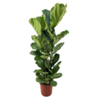 Ficus lyrata - véritable plante d'intérieur grande - pot 24cm - hauteur 80-100cm