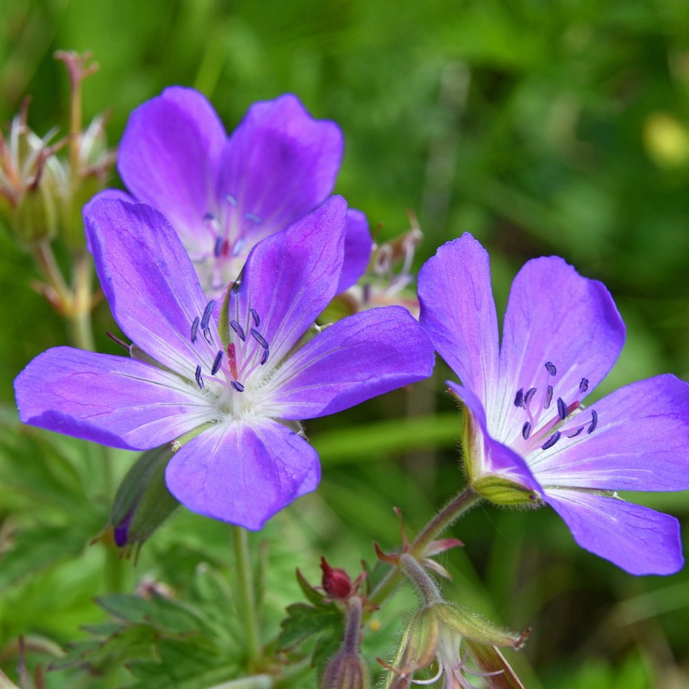 Géranium vivace des près - le pot / ø 9cm, vendu par lot de 2