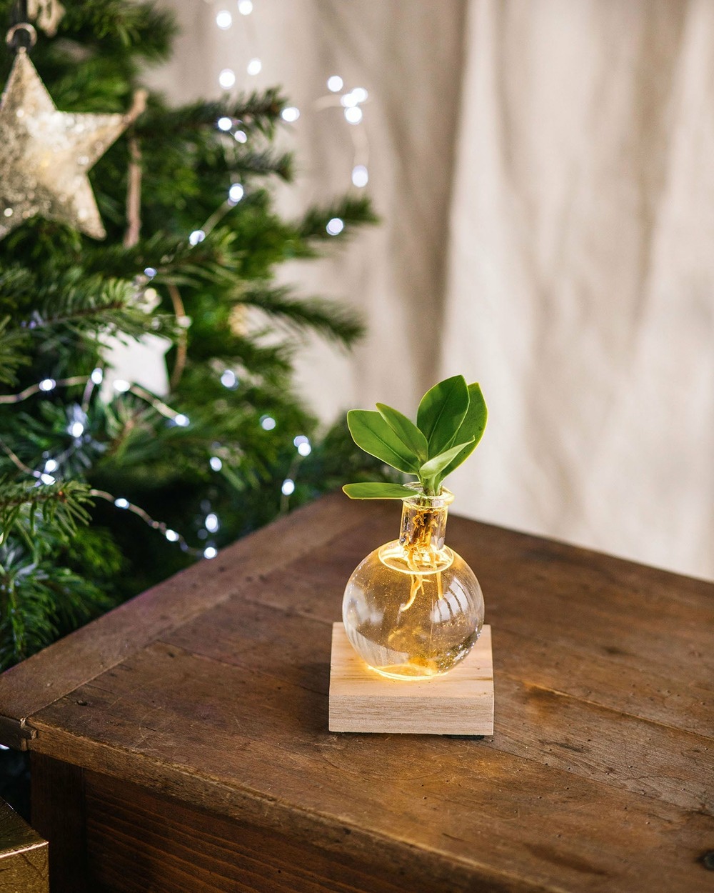 Clusia en hydroculture socle lumineux 10cm - plante d'intérieur