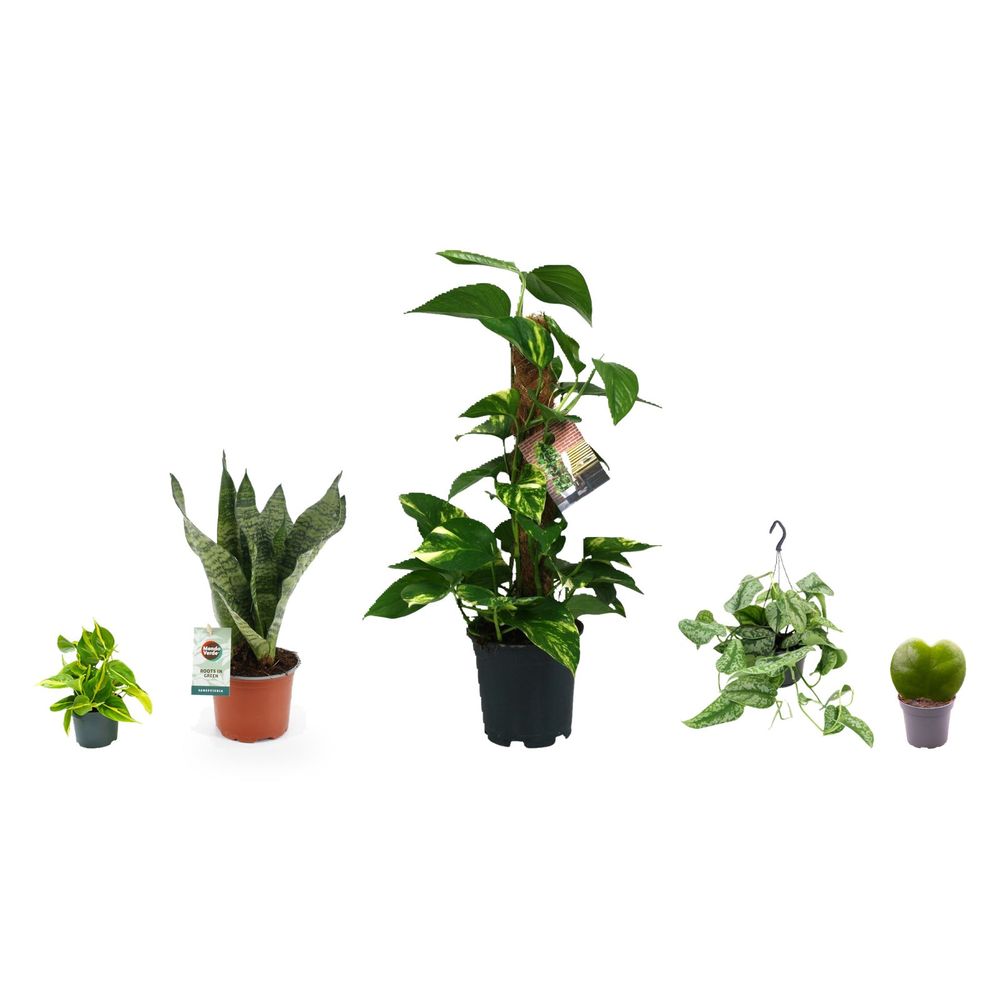 Cascade de tête de lit — lot de 5 plantes