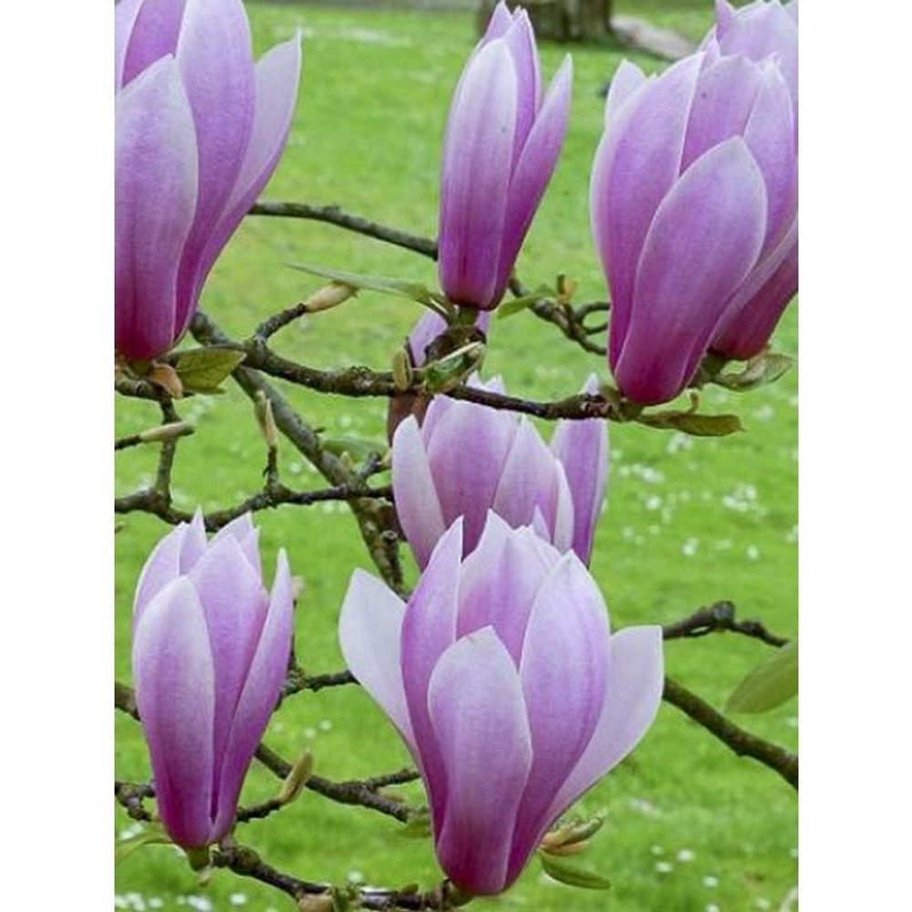 Magnolia 'andre leroy' pot de 7,5l/10l