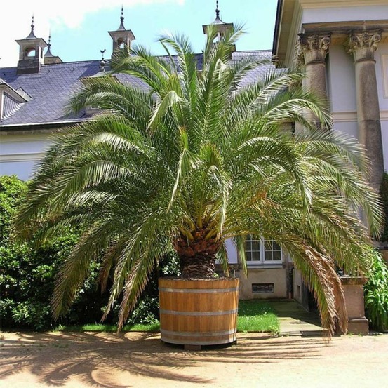 Palmier dattier des canaries pot de 30l/35l, stipe 20/30 cm