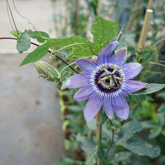 Passiflore 'lady betty myles young' - passiflora 3l - 60/90cm