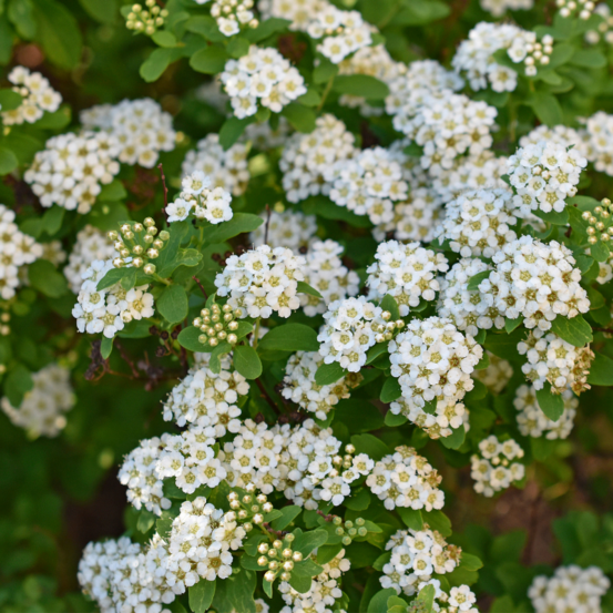 Spirée vanhouttei - spiraea vanhouttei 60/80 cm pot 3l