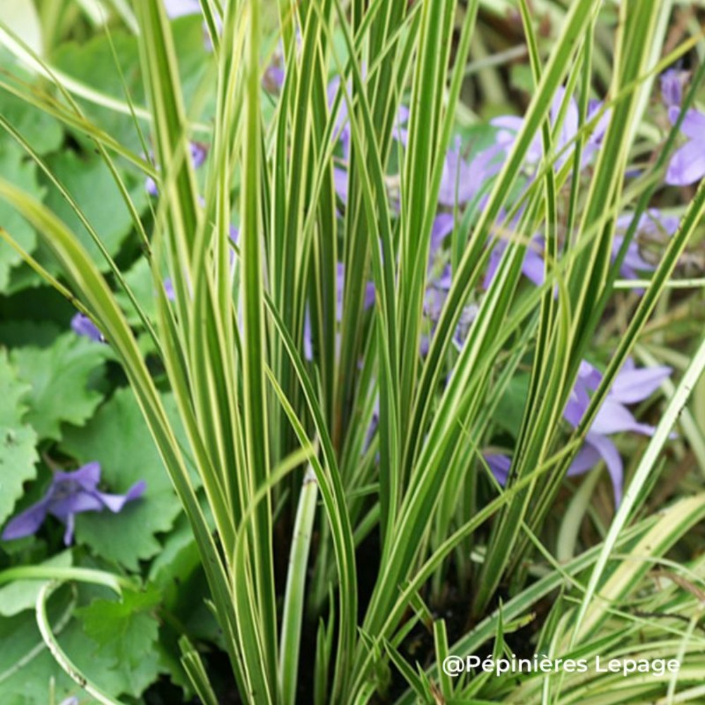 3 grandes laîches brunes 'variegata' (carex brunnea 'variegata')