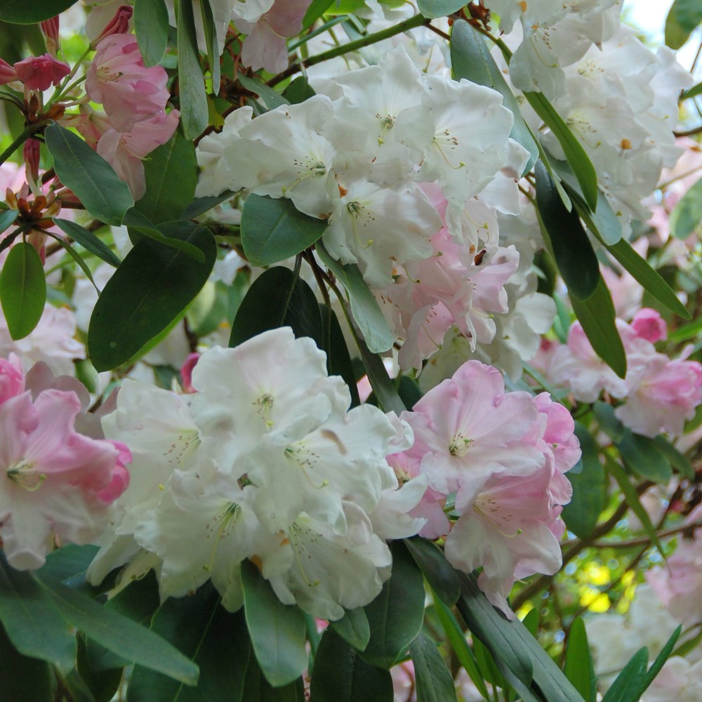 Rhododendron 'king george' pot de 4l/5l