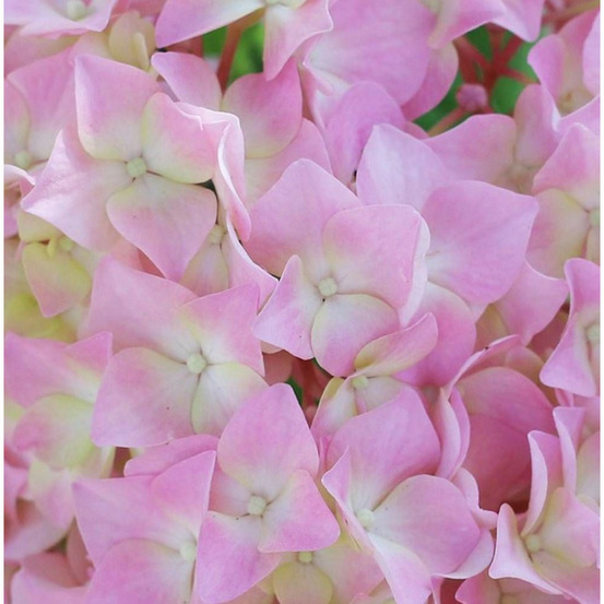 Hortensia macrophylla 'tinkerbell'® pot de 1,5l - 20/40 cm