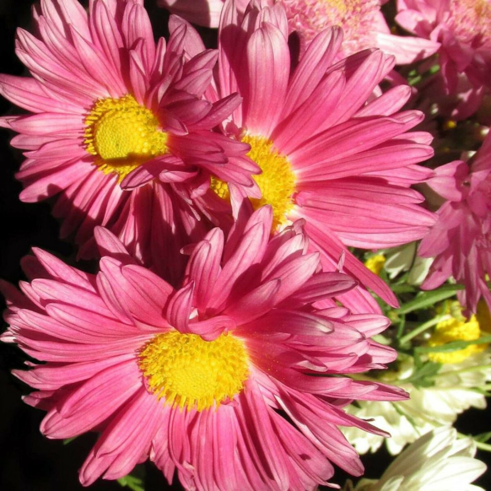 Chrysanthème du pacifique bengo rosa godet - 5/20 cm