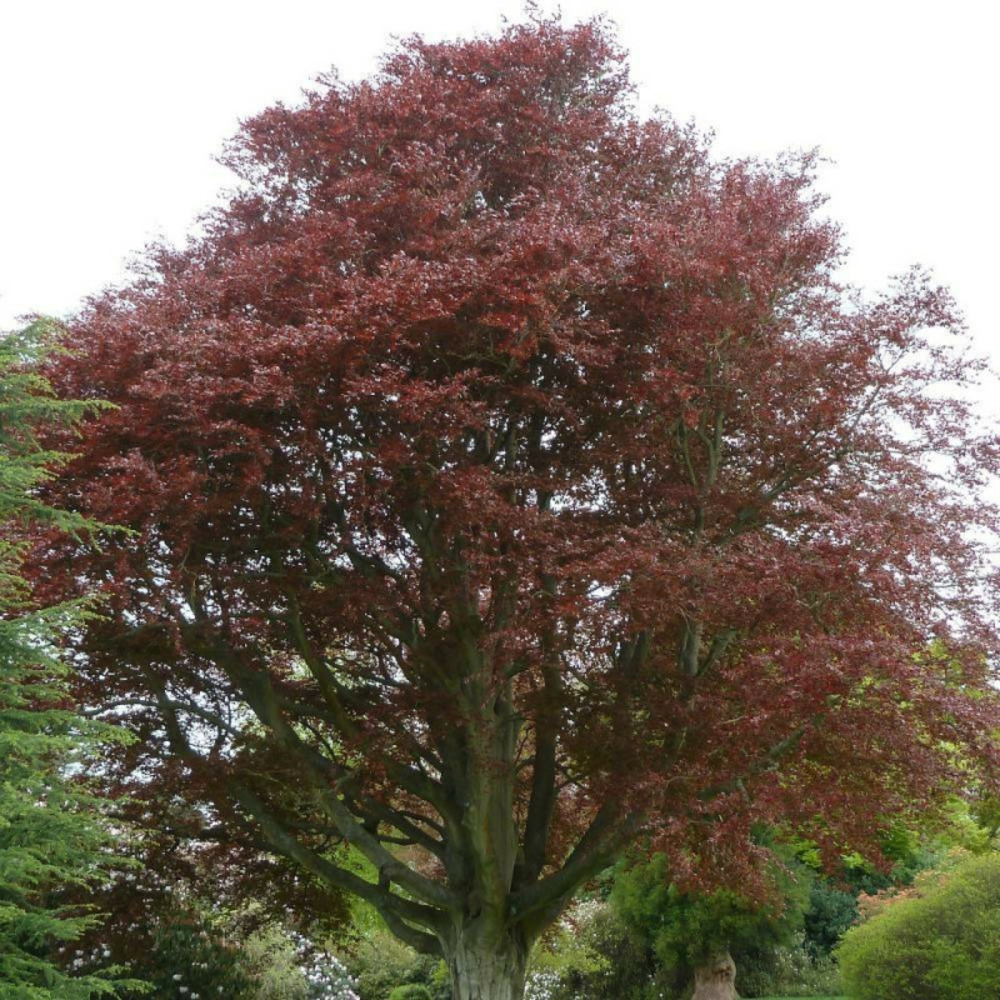 Hêtre commun pourpre/[-]pot de 35l - 250/300 cm