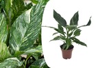 Spathiphyllum diamond 'lys de la paix' - pot 12cm - hauteur 40-50cm
