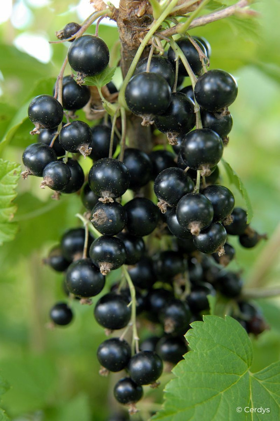 Cassis 'andega' - en pot de 1,5 litres