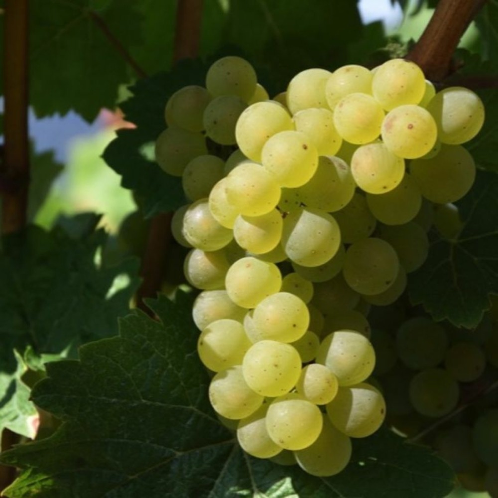 Vigne 'italia blanc' (vitis vinifera 'italia blanc')