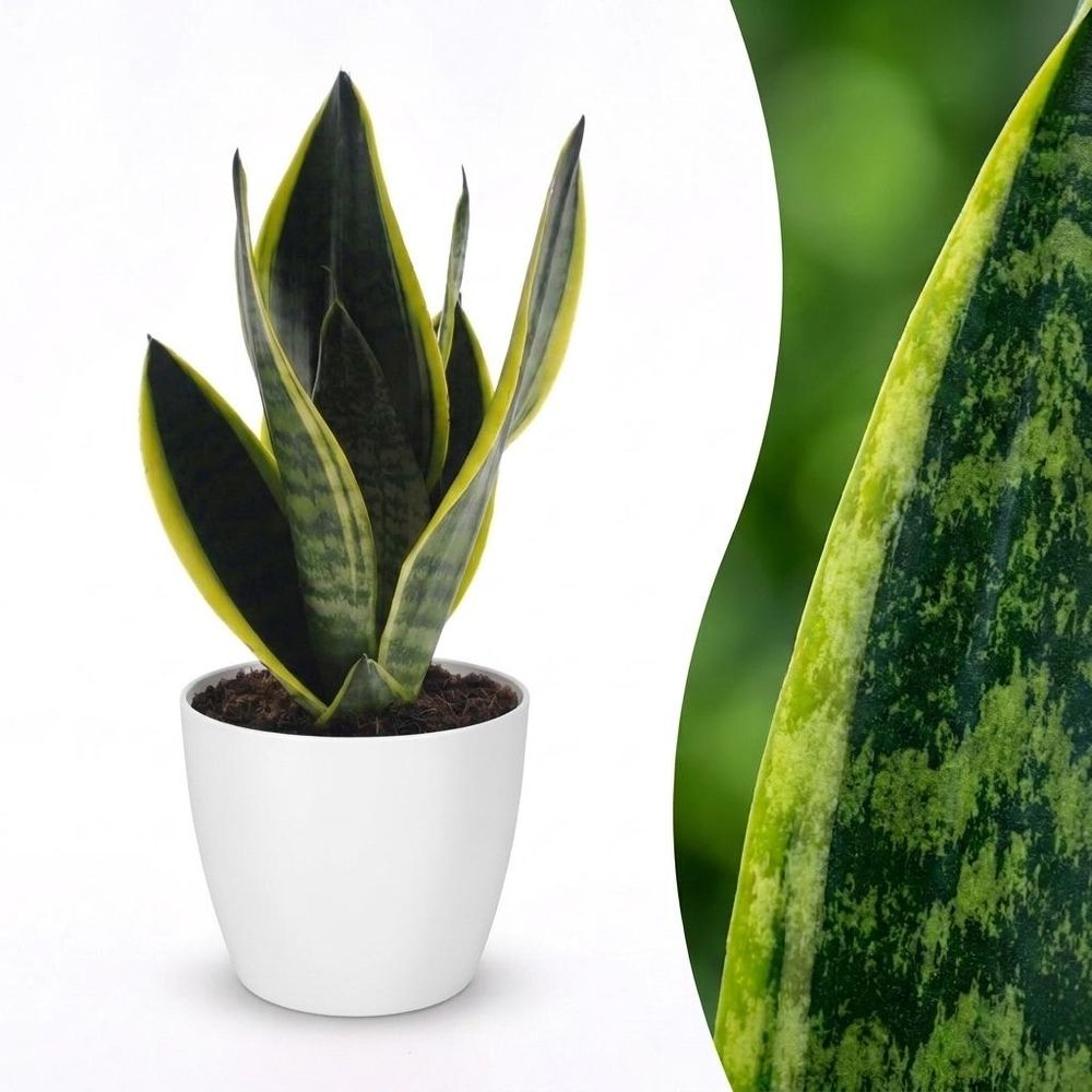 Sansevieria futura superba - langue de belle-mère - pot de 12cm