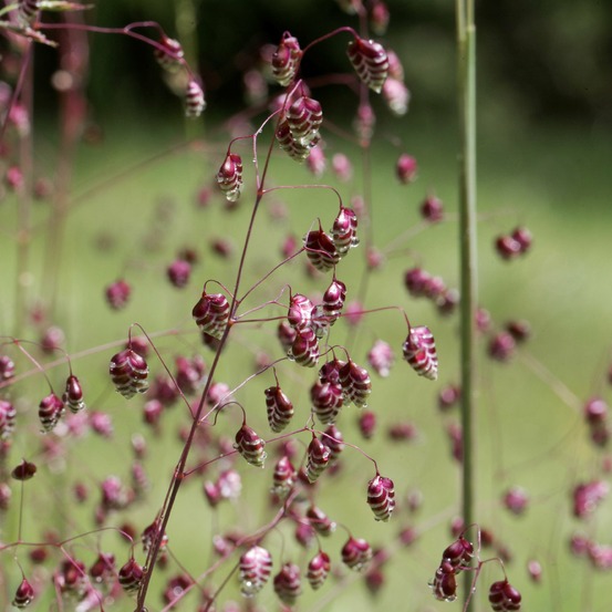 Amourette brize - le pot / ø 9cm, vendu par lot de 2