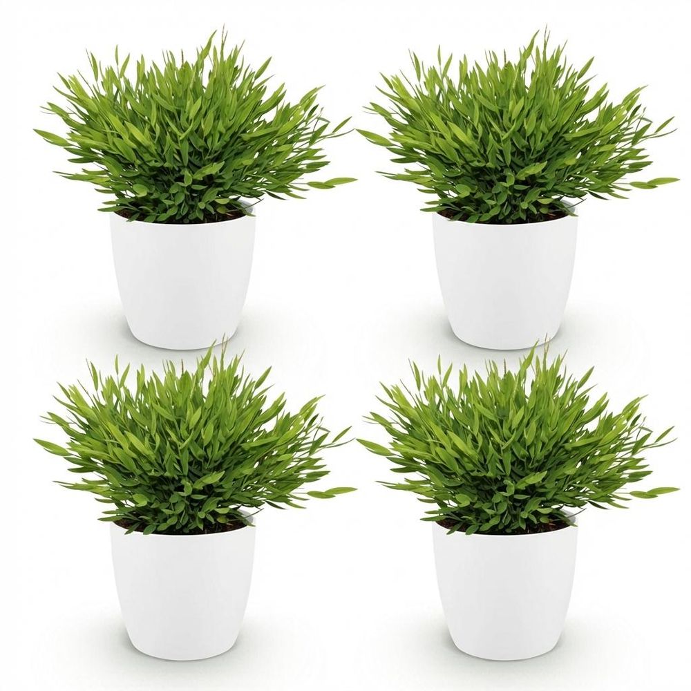 Bamusa pogonatherum monica - pet-friendly - bambou miniature - pot de 12cm - hauteur 20cm