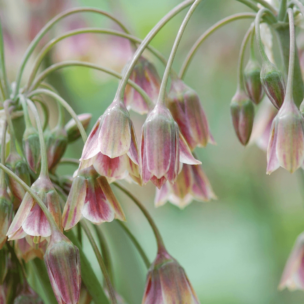 Ail de sicile (allium) - floraison estivale - calibre 10/12 - 320 bulbes