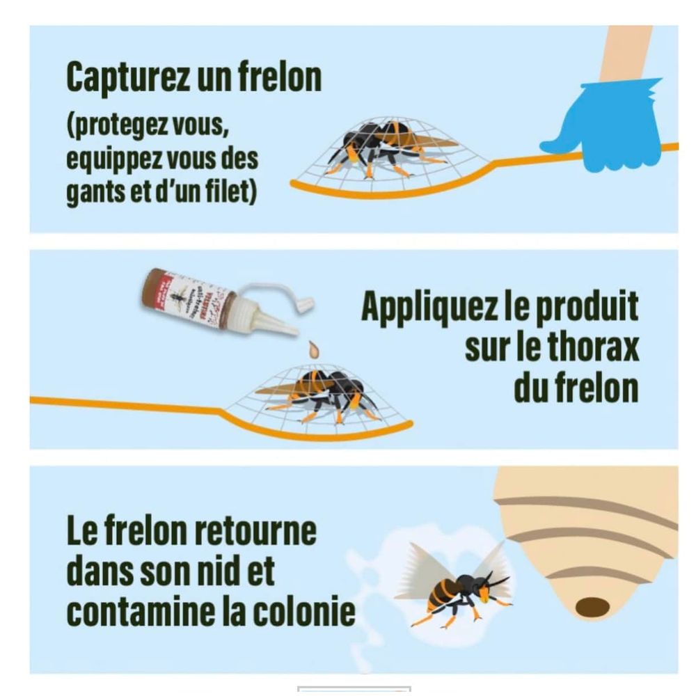 Insecticide puissant frelon asiatique - velutina