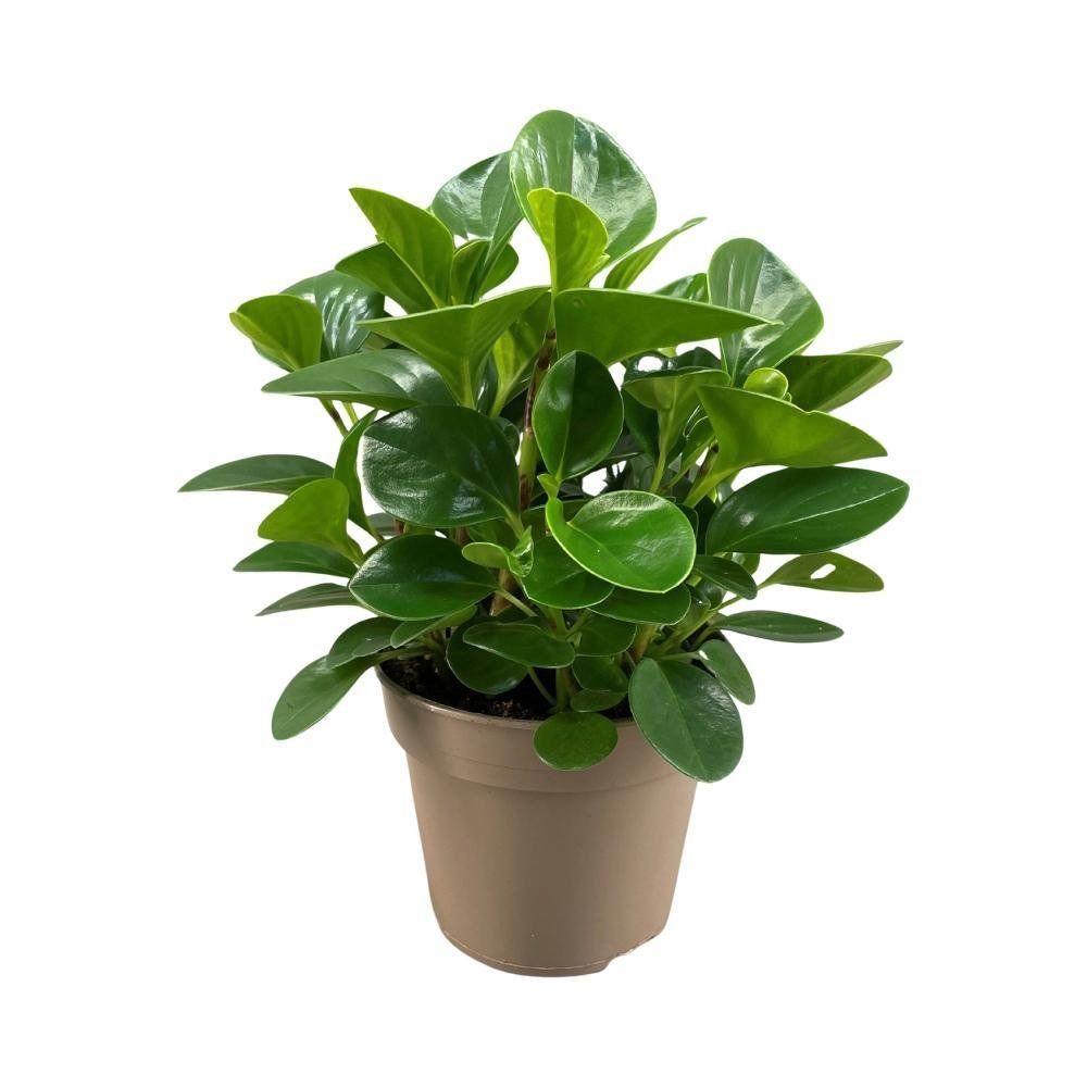 Peperomia Caperata Entretien Pépéromia Lilian - Plante Radiateur | Plante D'Intérieur Maison Bureau 15 25 Cm Pot Inclus Gardenersdream 66bb8a4cc36652d6ce05edd6 Peperomia Lilian