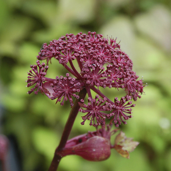 Angélique - le pot / 8cm