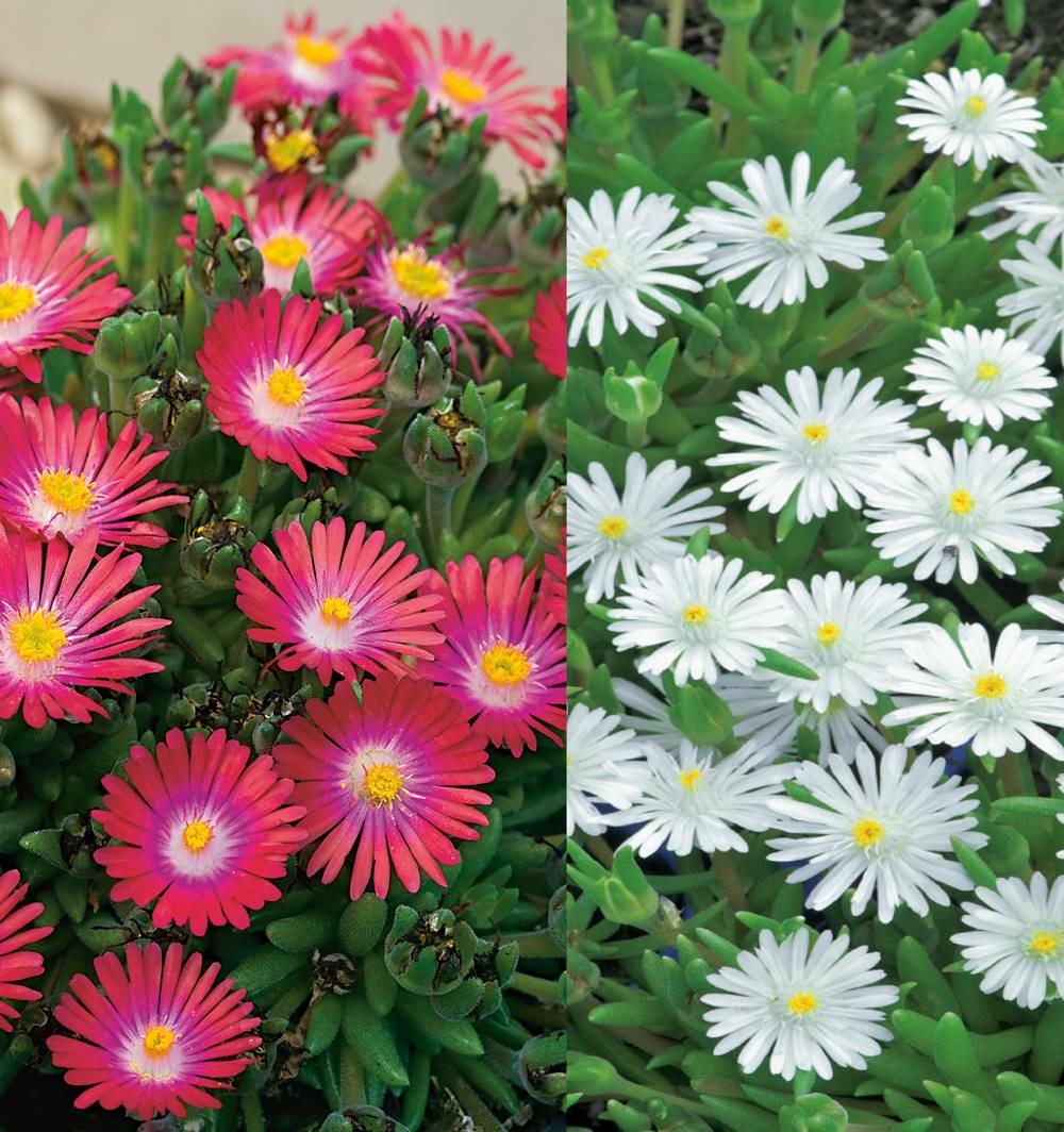 Lot delospermas plante vivace - 6 godets