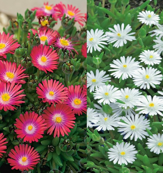 Lot delospermas plante vivace - 6 godets