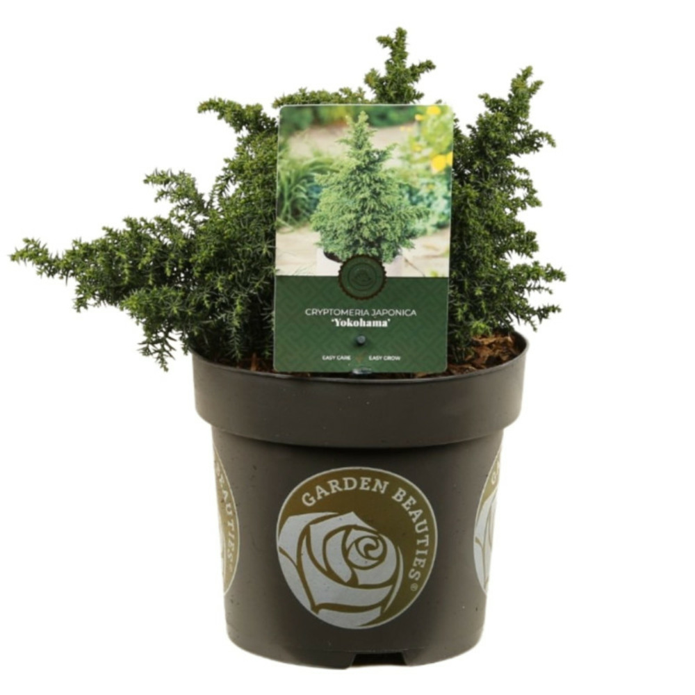 Cryptoméria du japon yokohama - cryptomeria japonica yokohama 20/30cm pot 2,5l