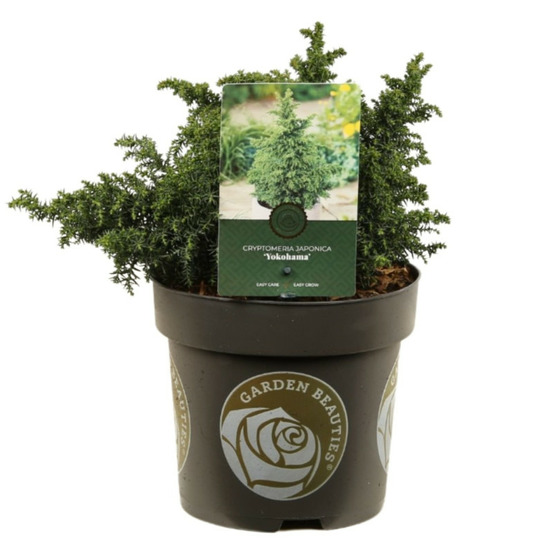 Cryptoméria du japon yokohama - cryptomeria japonica yokohama 20/30cm pot 2,5l