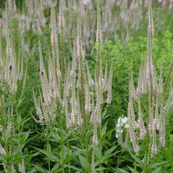 Veronicastrum virginicum 'lavendelturm' godet de 8/9 cm